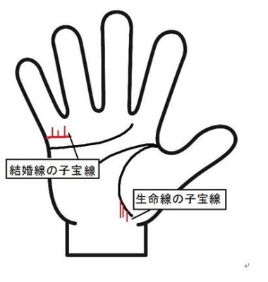 子宝線はどこを見る