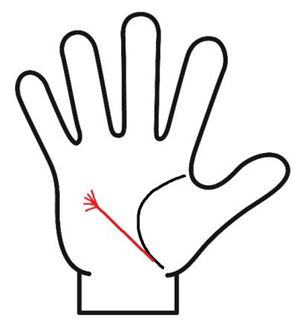 健康線の先端が房状